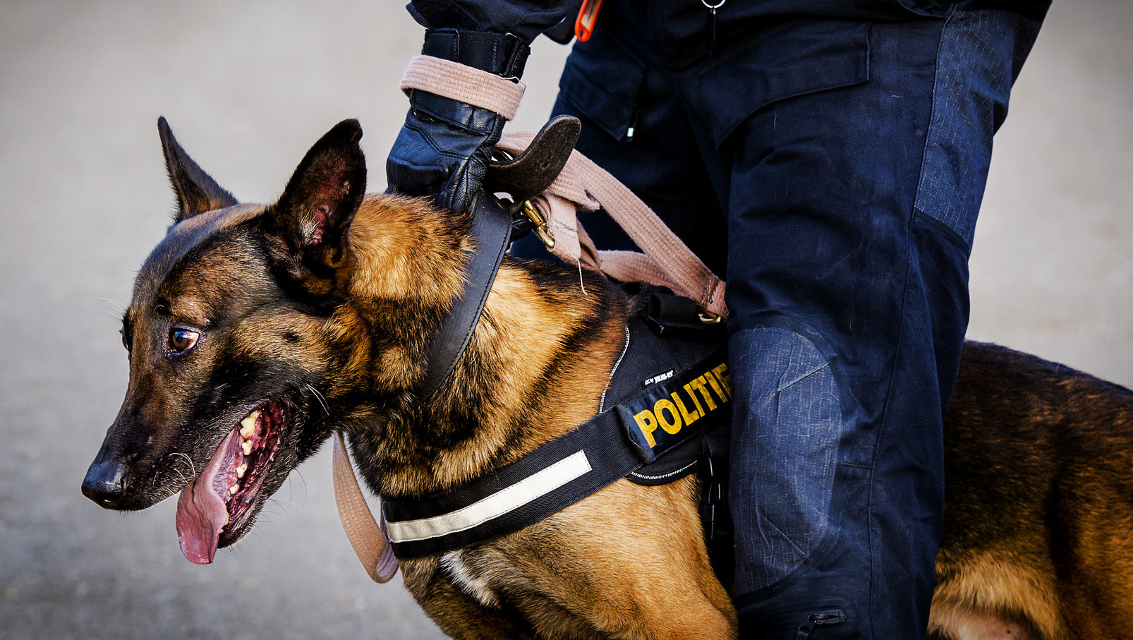 Politiehond jaagt inbreker het water in