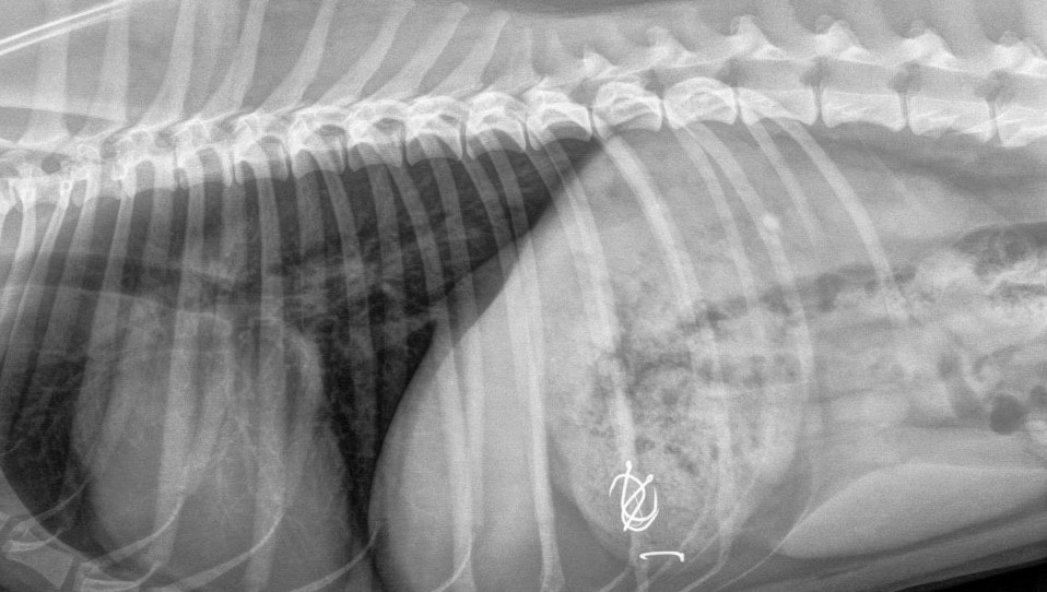 Honden eten knakworsten met vishaken in Purmerend