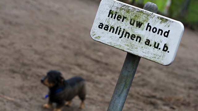 Broedende vogels, jonge reeën: honden aan de lijn!