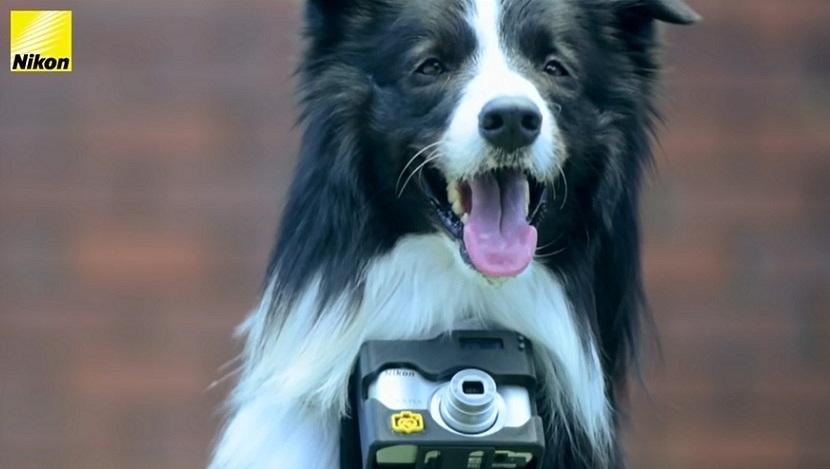 Een fototoestel voor honden? Deze viervoeter test het uit