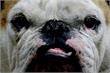 Amstelland | 232 'illegale' honden gespot in Amstelveen