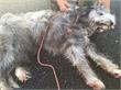 Roermond | Losgebroken hond zorgt voor consternatie op A2