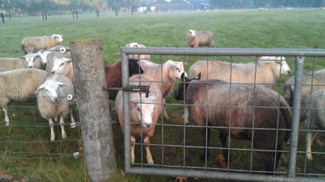 Honden bijten 7 schapen dood in Oosterbeek