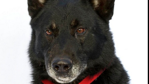 Medaille voor hond die gewond baasje beschermde