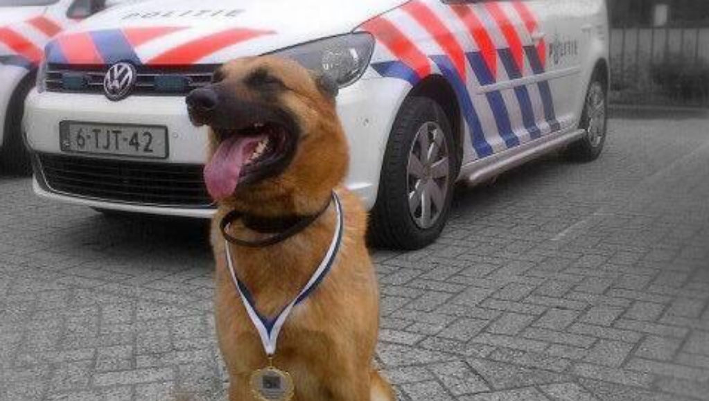 Rentree van politiehond Dino in Schiedam succes