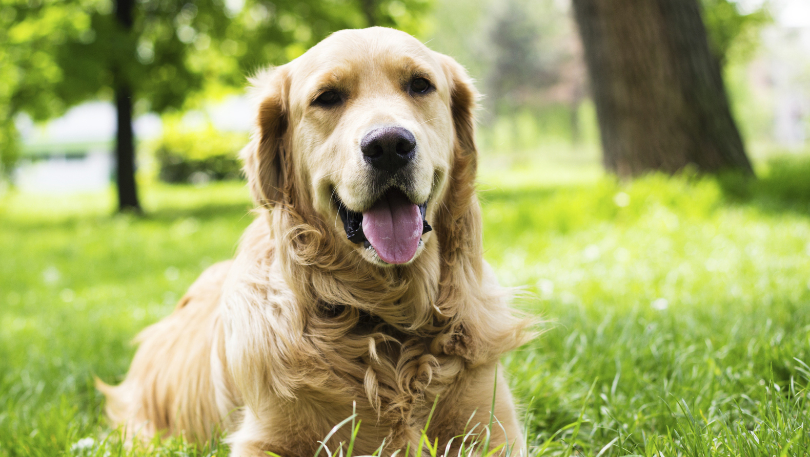 Hond werpt zich voor bus om blind baasje te beschermen