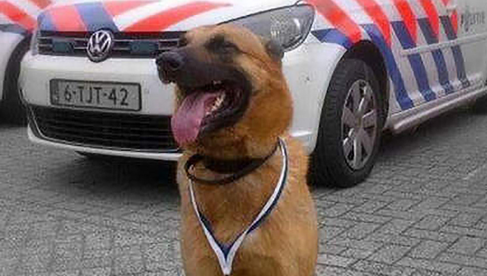 Staartloze politiehond Dino hapt weer toe in Rotterdam