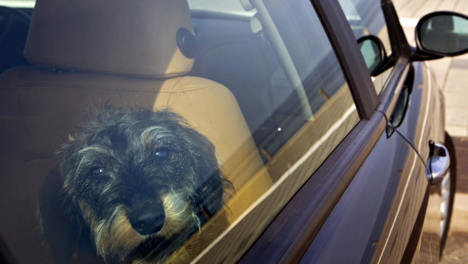 Politie waarschuwt: laat hond niet achter in hete auto