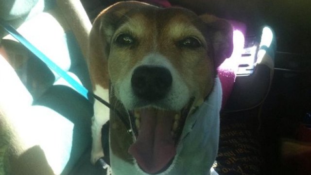 Politie bevrijdt honden uit bloedhete auto Lunteren