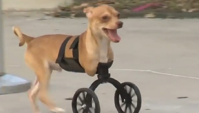 Puppy op twee pootjes dolblij met nieuwe voorwielen