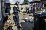 Gevluchte vechthonden in Den Bosch gevangen, vrouw gewond