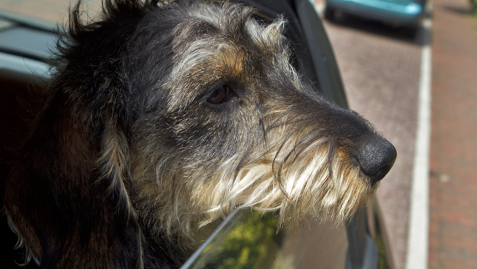 Politie redt hond uit auto, baasje boos