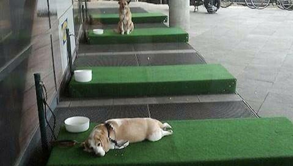 Wachtruimte voor honden bij Duitse Ikea