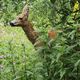 Reekalfjes in Zuidoost-Drenthe prooi van loslopende honden