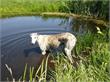 Waterweg | Hazewindhond vermist in Schiedam