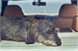 Tilburg | Hond in auto achtergelaten door bezoekers Efteling