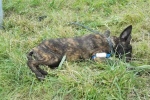 Salland | In Deventer gedumpt hondje sterkt aan in pleeggezin