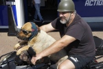 Salland | Bejaarde hond stapt over van scooter naar quad