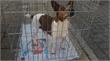 Roermond | Nogal wat honden weggelopen door onweer afgelopen nacht