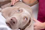 Nederland | Wie is de hondenvergiftiger van Stevensweert?