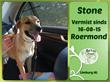 Roermond | Hond Stone vermist