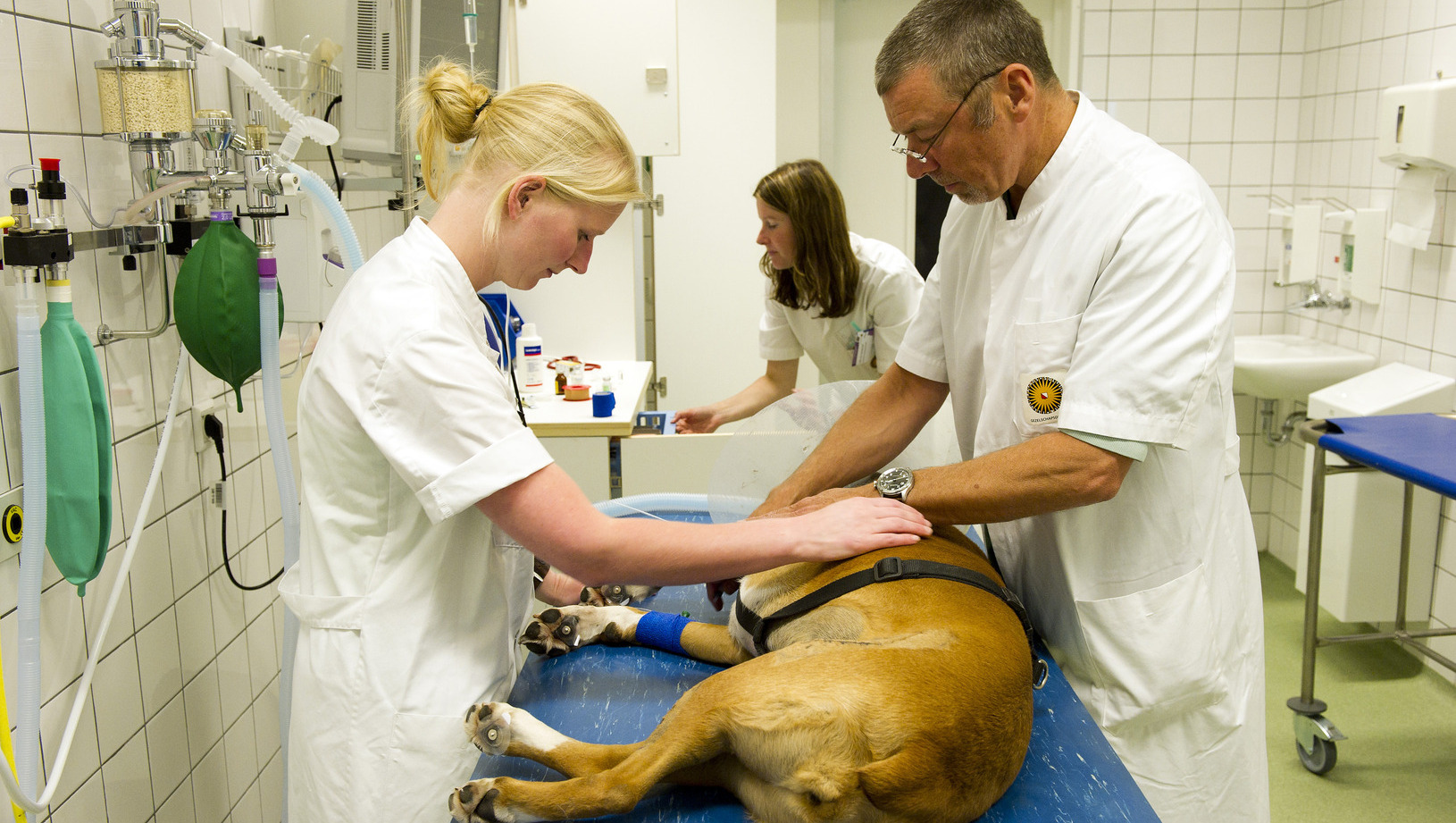 Wildpoepende junks laten Amsterdamse honden trippen