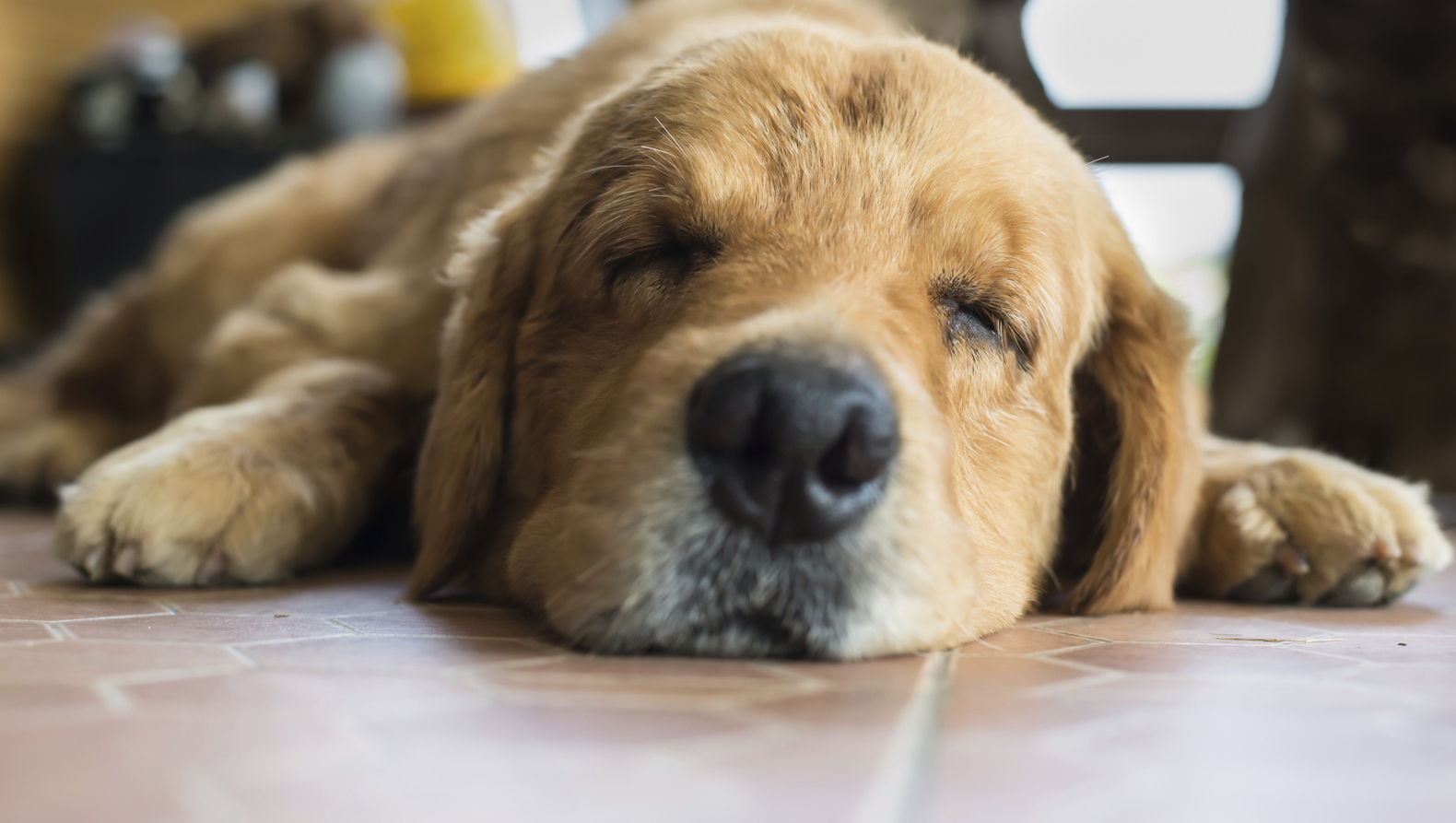 Honden trippen door wildpoepende junks