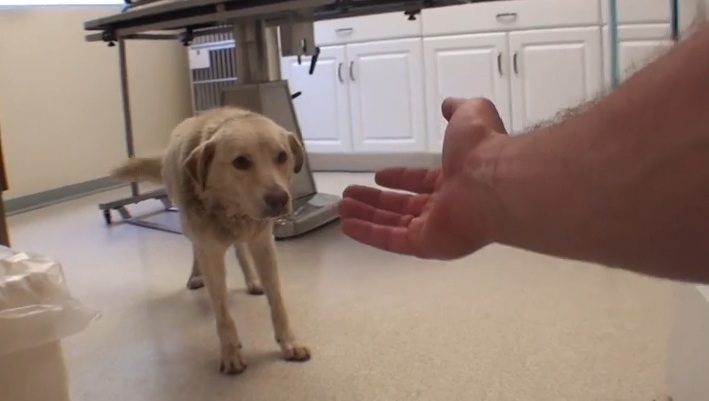 Hond uur voor euthanasie gered van spuitje