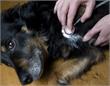 Zaanstreek | Hond vergiftigd door stukken worst in tuin Zaandam