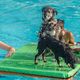 Honden trekken baantjes in openluchtbad