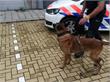 Waterweg | Politiehond vindt inbrekers op toilet, bijt één in been