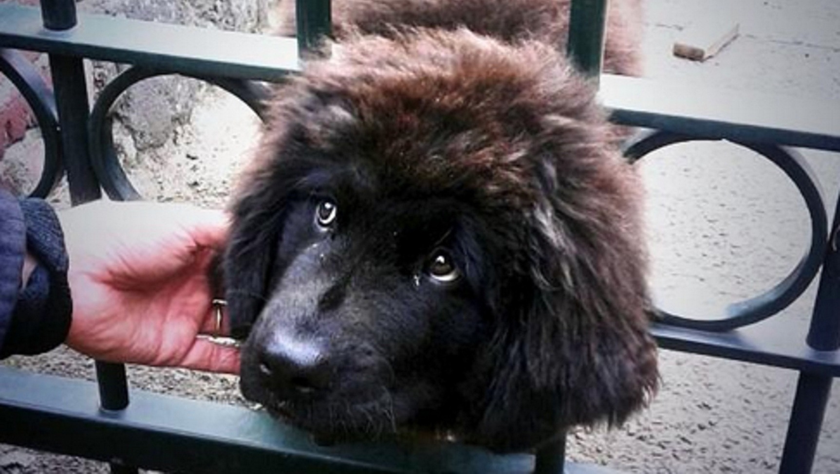 Brandweer Limburg bevrijdt puppy James uit hek in Horst