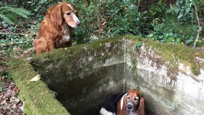 Hond Tillie redt het leven van zijn speelkameraadje Phoebe