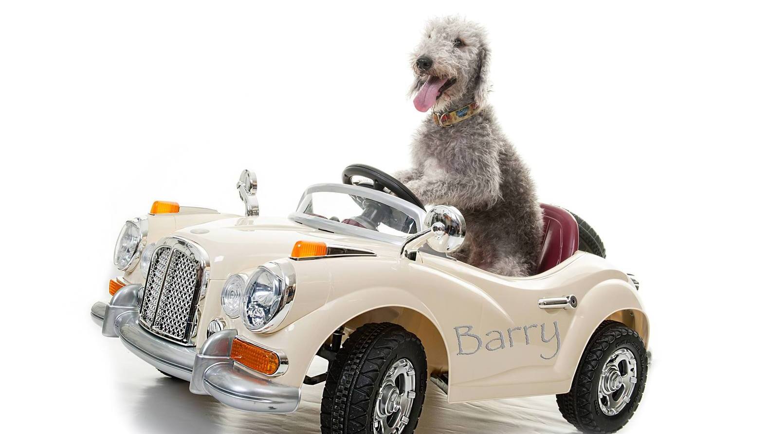 Engelse hond rijdt rond in eigen mini Rolls Royce