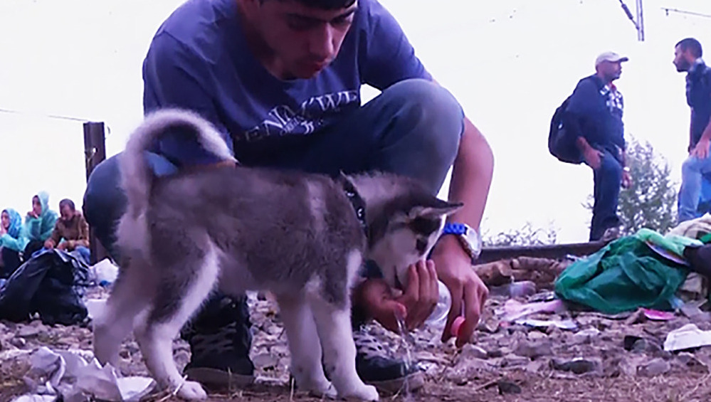 Huskypuppy Loos reist met vluchtelingen mee