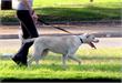 Roermond | Hond in huis? Dan gaat bij u wellicht binnenkort de deurbel!