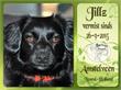 Amstelland | Tweejarig hondje verdwenen in Amstelveen