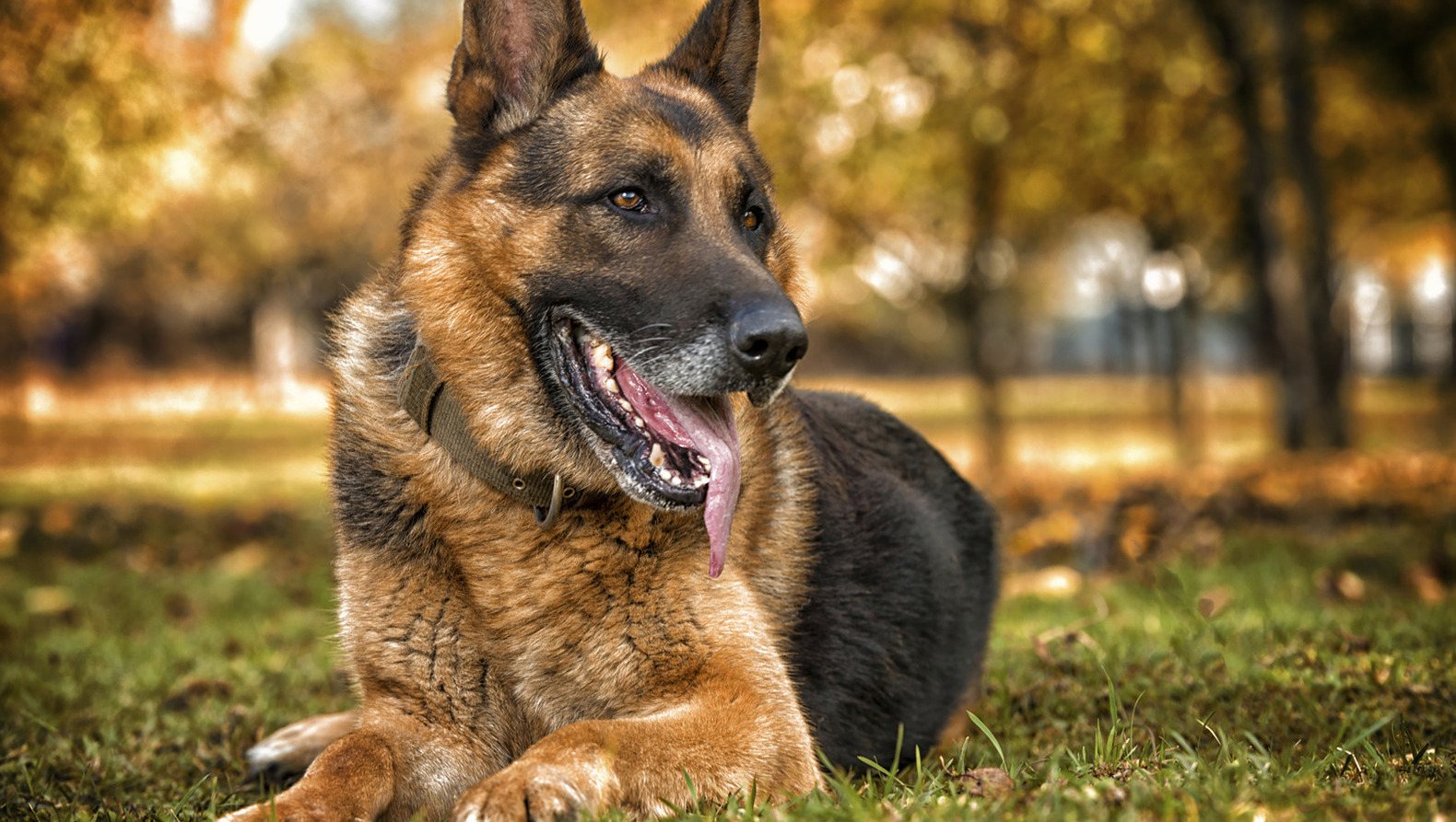 Hond bijna verpletterd door vallend pak wiet op hok