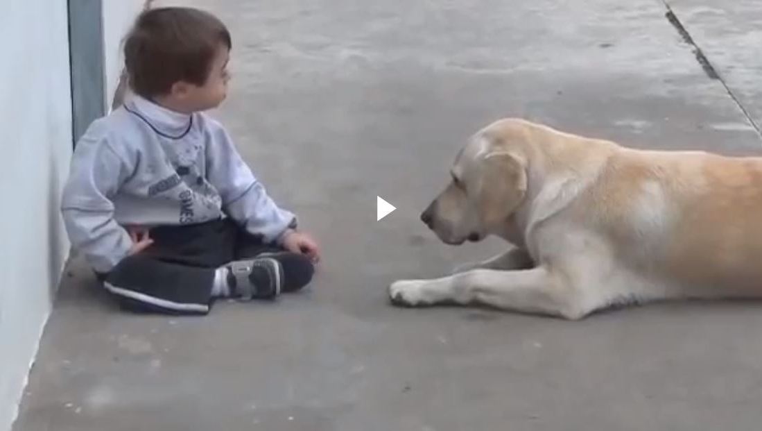 Hond troost jongen met downsyndroom