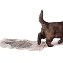 Puppy die krantzindelijk is: dus zijn behoefte doet op een krant